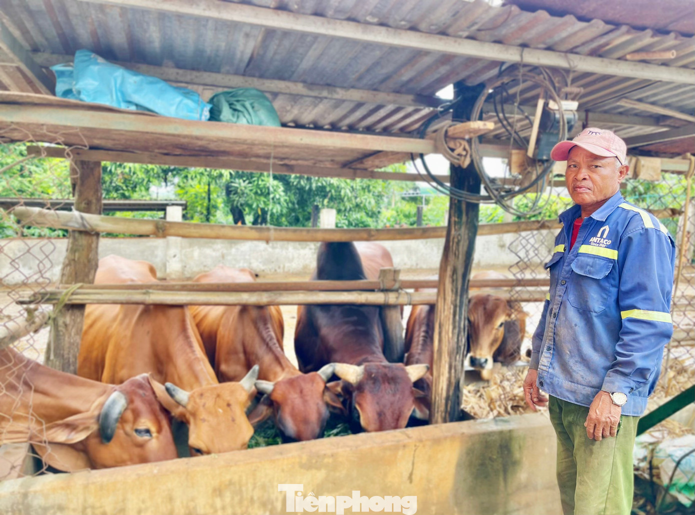 Gia đình Ama Briết mạnh dạn đầu tư chăn nuôi bò, gà, heo...