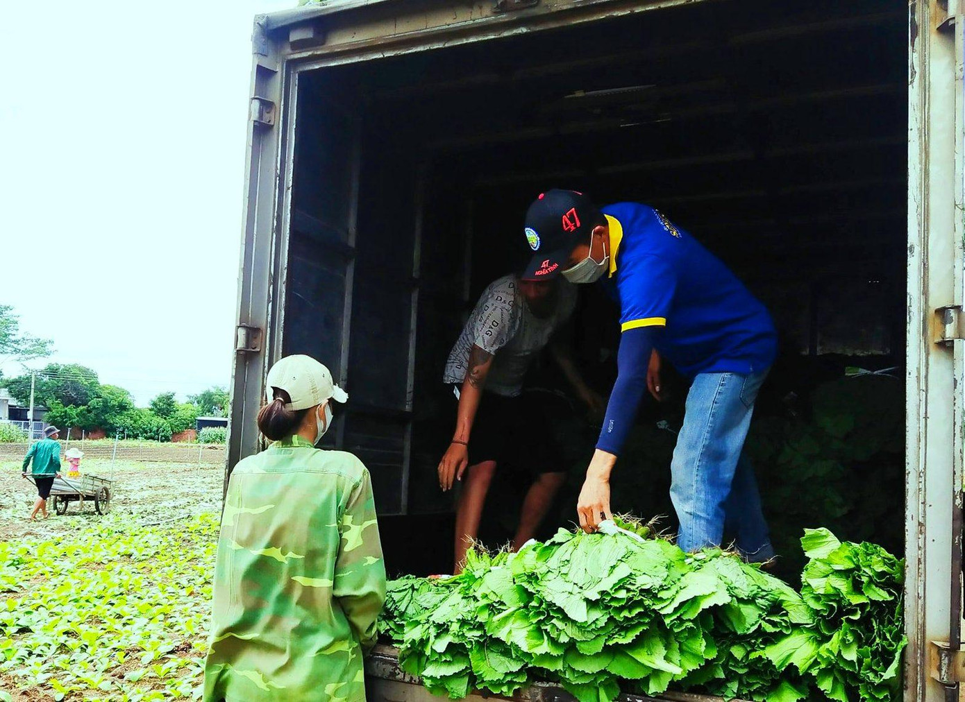 Anh Bình và các tình nguyện viên thu hoạch rau Anh Bình và các tình nguyện viên thu hoạch rau