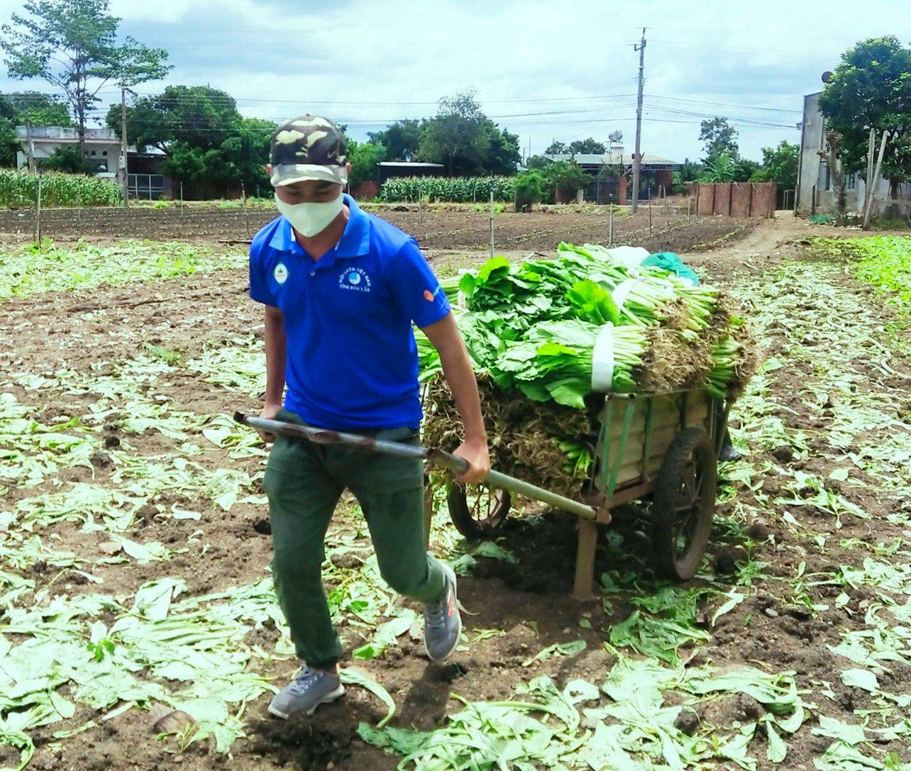 Anh Bình thu hoạch rau xếp lên xe hỗ trợ bà con khó khăn Anh Bình thu hoạch rau xếp lên xe hỗ trợ bà con khó khăn