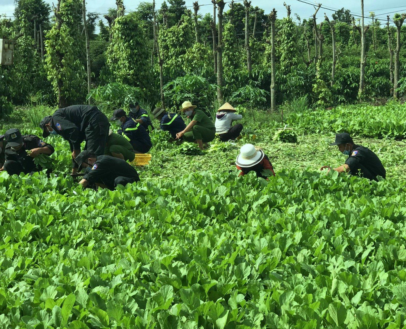 Đoàn thanh niên Công an tỉnh Đắk Lắk cùng người dân thu hoạch Đoàn thanh niên Công an tỉnh Đắk Lắk cùng người dân thu hoạch