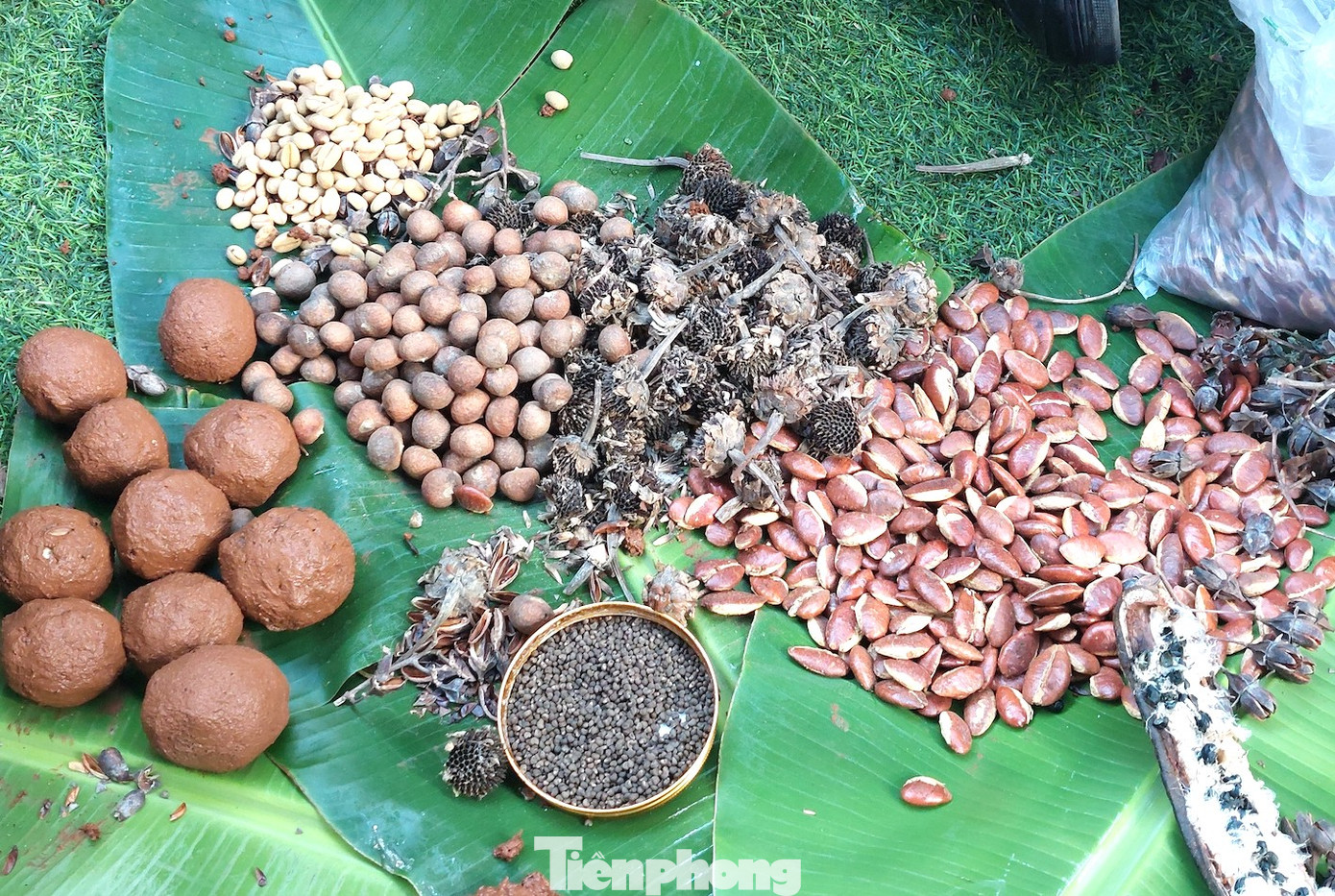 Theo chị H Hương Bkrông - Bí thư Thành Đoàn Buôn Ma Thuột, chương trình phát huy vai trò thanh niên trong tham gia bảo vệ môi trường. Trong đó hoạt động làm bom hạt giống, mô hình trạm thu pin cũ được thí điểm tại đường sách.