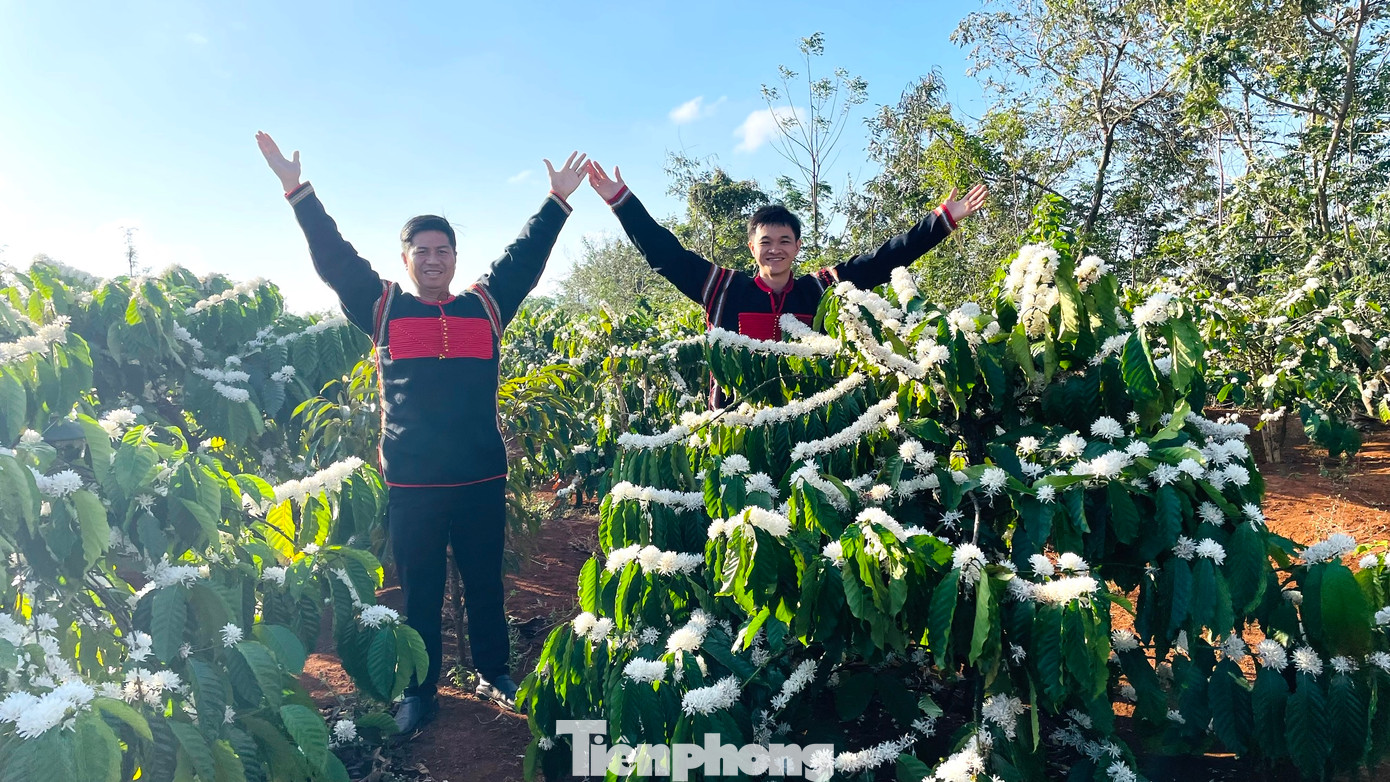 Cà phê sau khi được tưới đủ nước sẽ bung hoa Cà phê sau khi được tưới đủ nước sẽ bung hoa