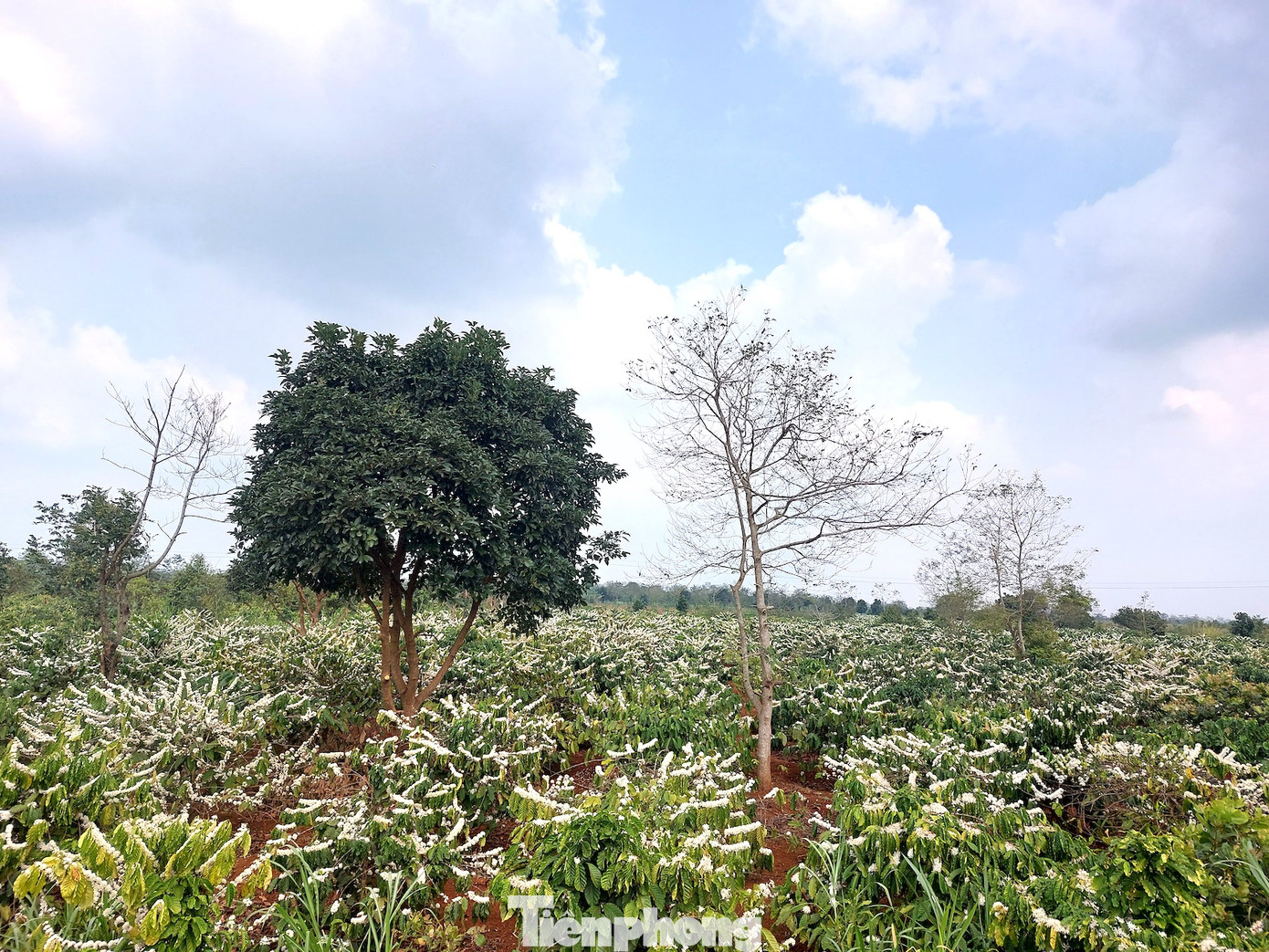 Hoa cà phê còn được sử dụng để làm món lẩu chay Hoa cà phê còn được sử dụng để làm món lẩu chay