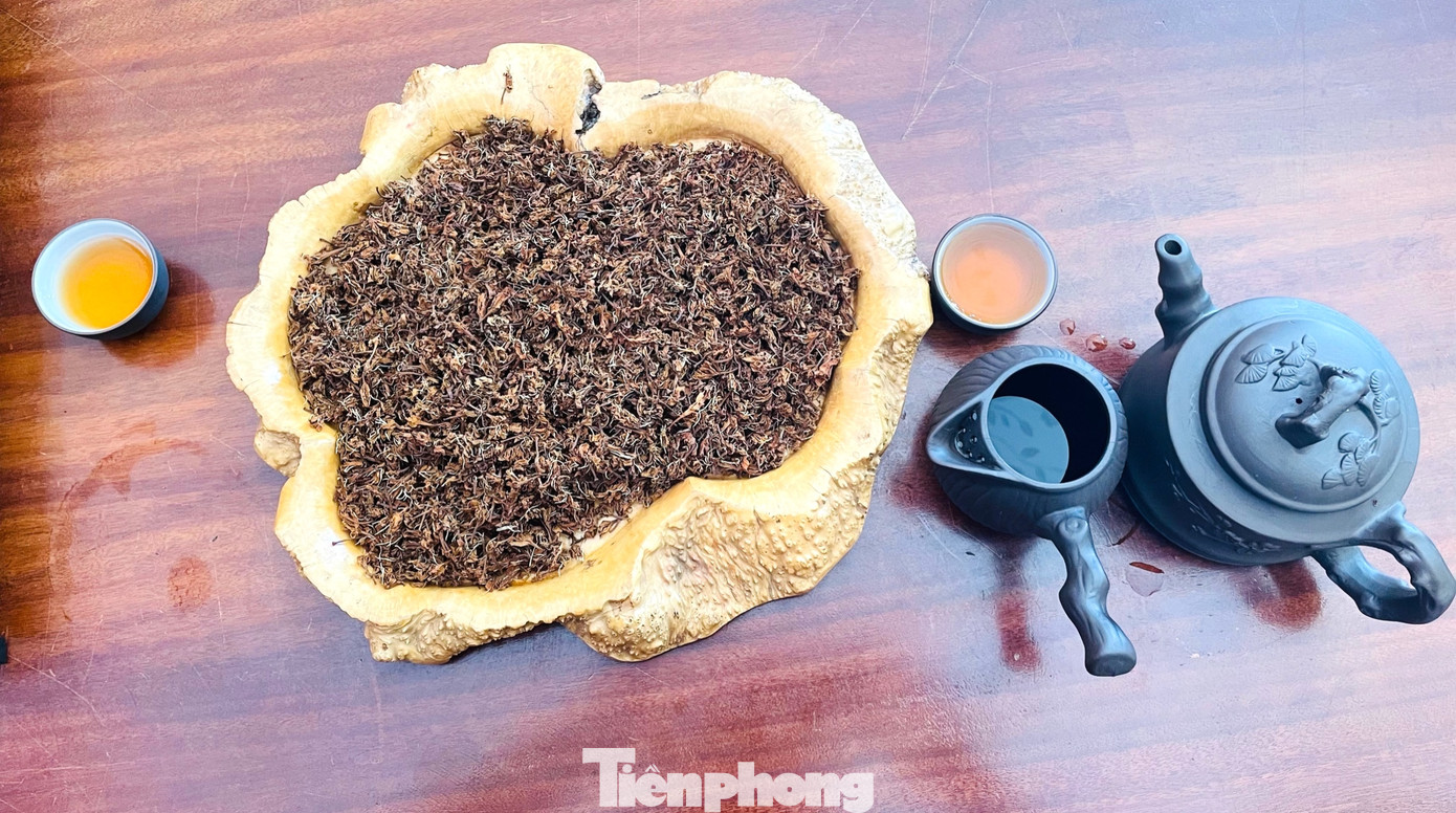 Hoa cà phê được chế biến thành trà Hoa cà phê được chế biến thành trà