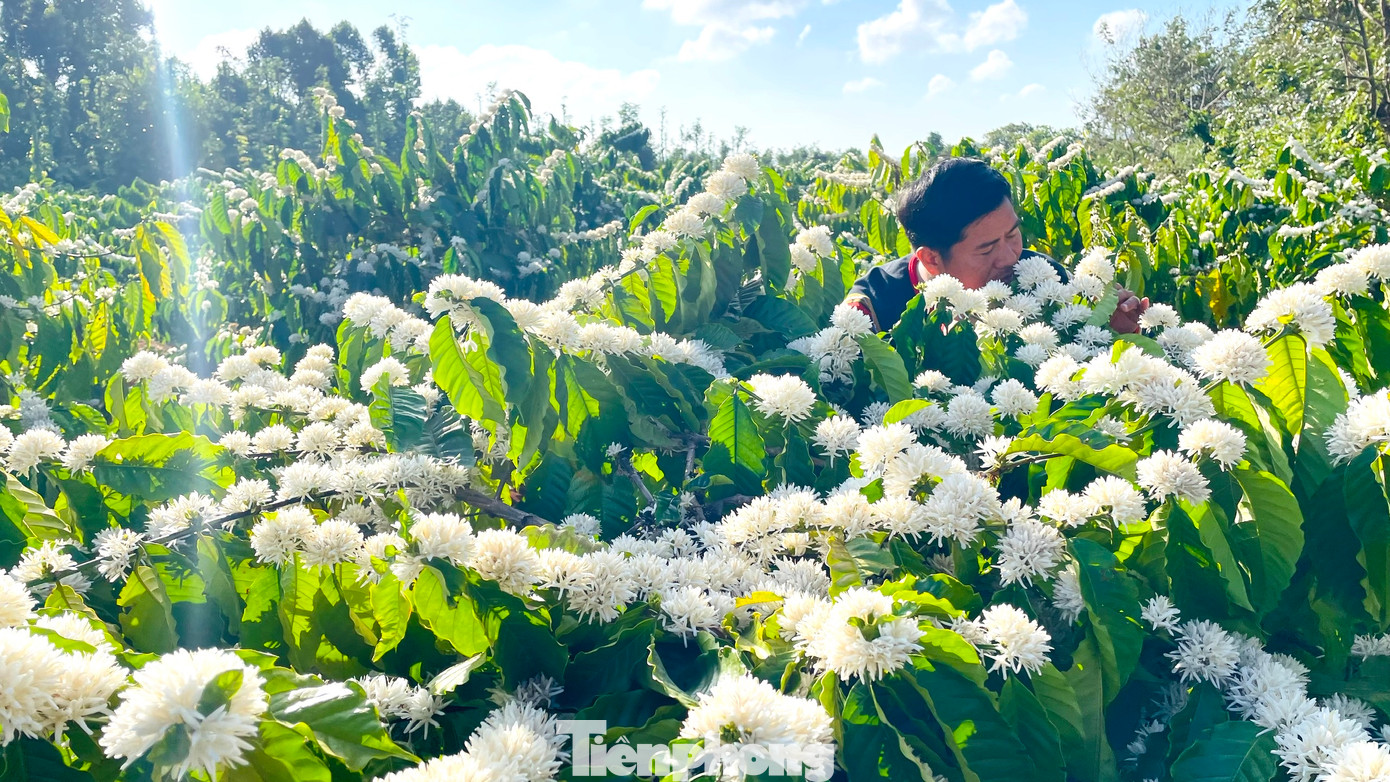 Những vườn cà phê bung hoa trắng như tuyết Những vườn cà phê bung hoa trắng như tuyết