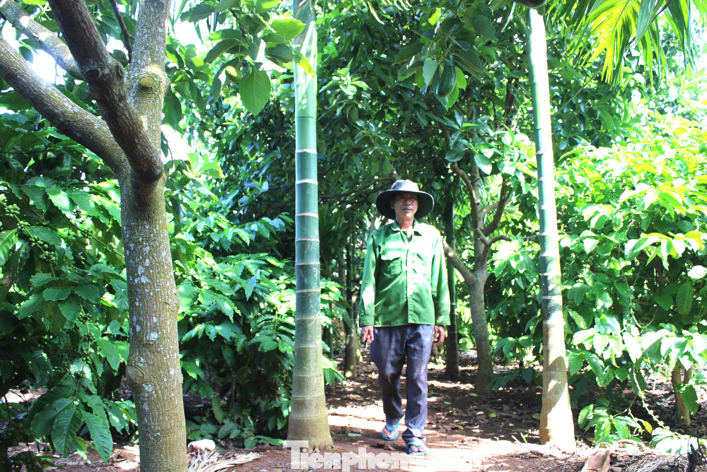 Vườn cà phê xen cây ăn trái của gia đình ông Tùng