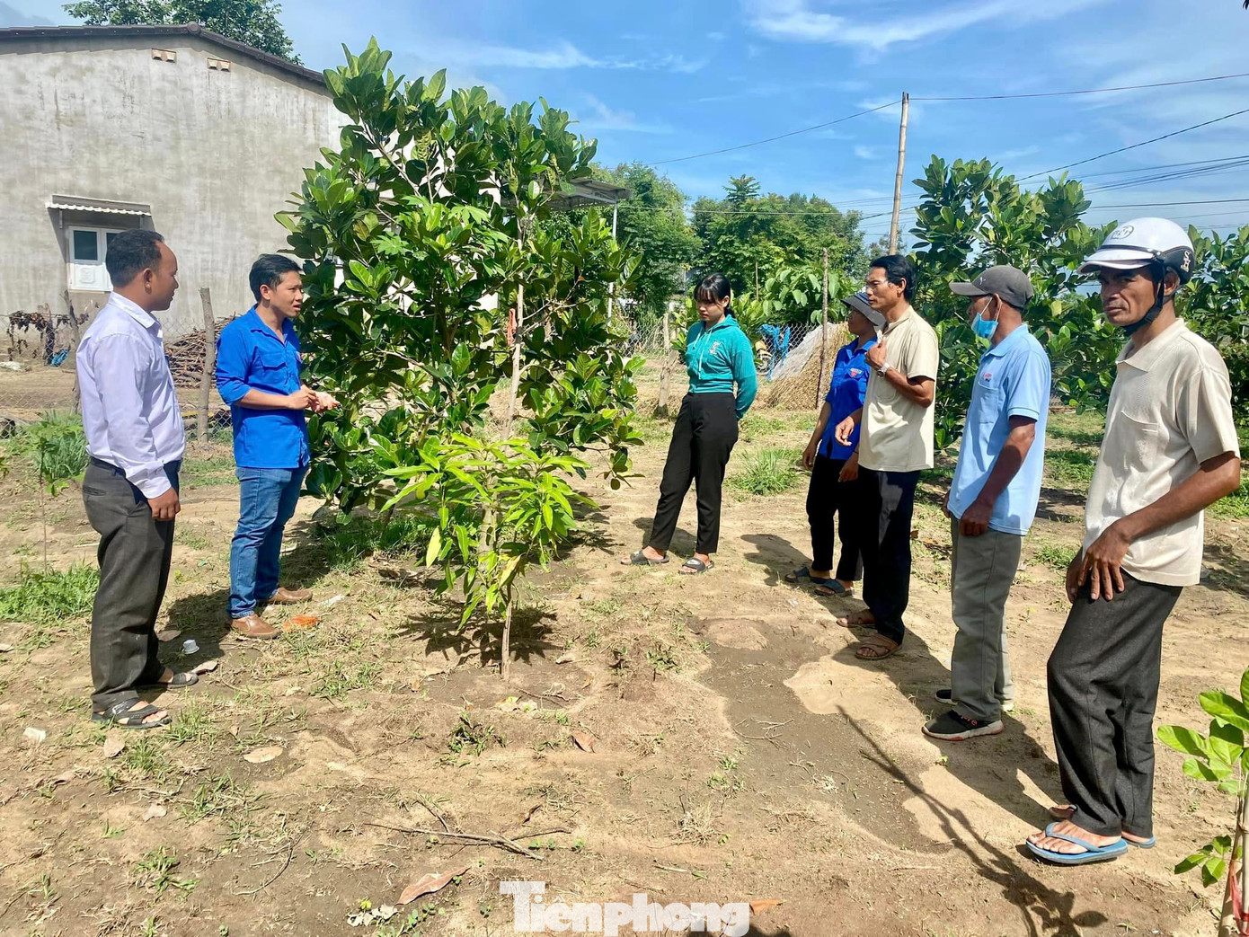 Các hộ dân được tập huấn kỹ thuật chăm sóc cây mít thái