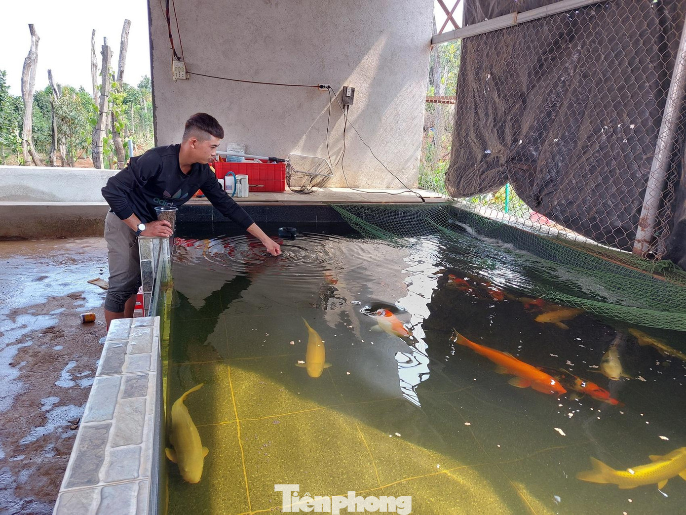 Cá Nhật được nuôi trong một bể riêng