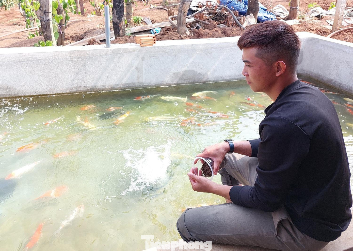 Cá koi được cho ăn 3 bữa trong một ngày