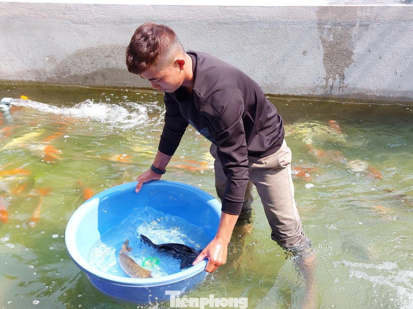 Cá koi có màu sắc, kích cỡ khác nhau