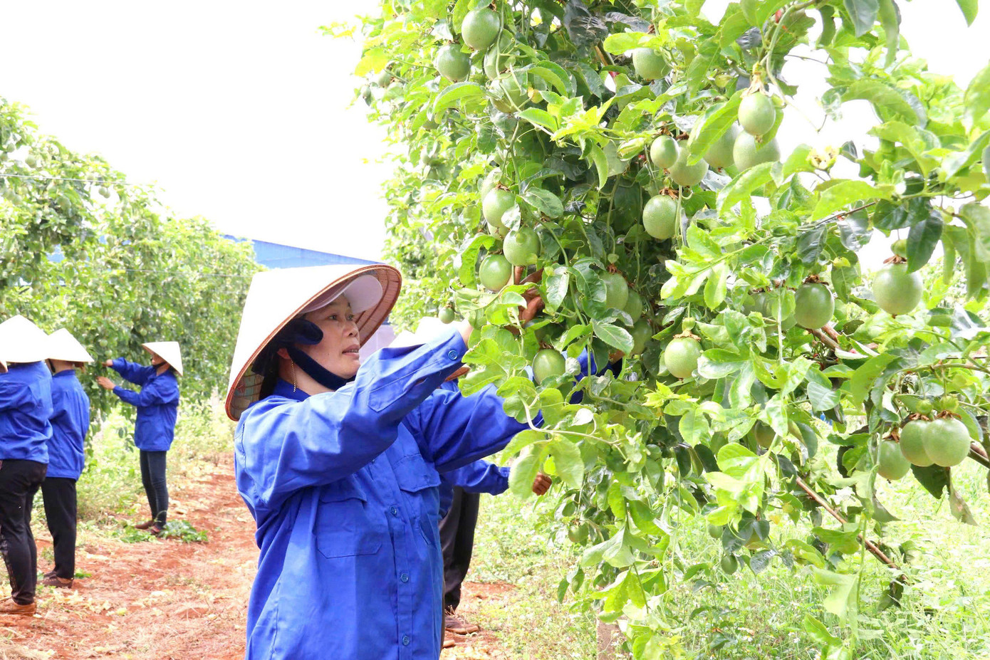 Người dân chăm sóc chanh dây.