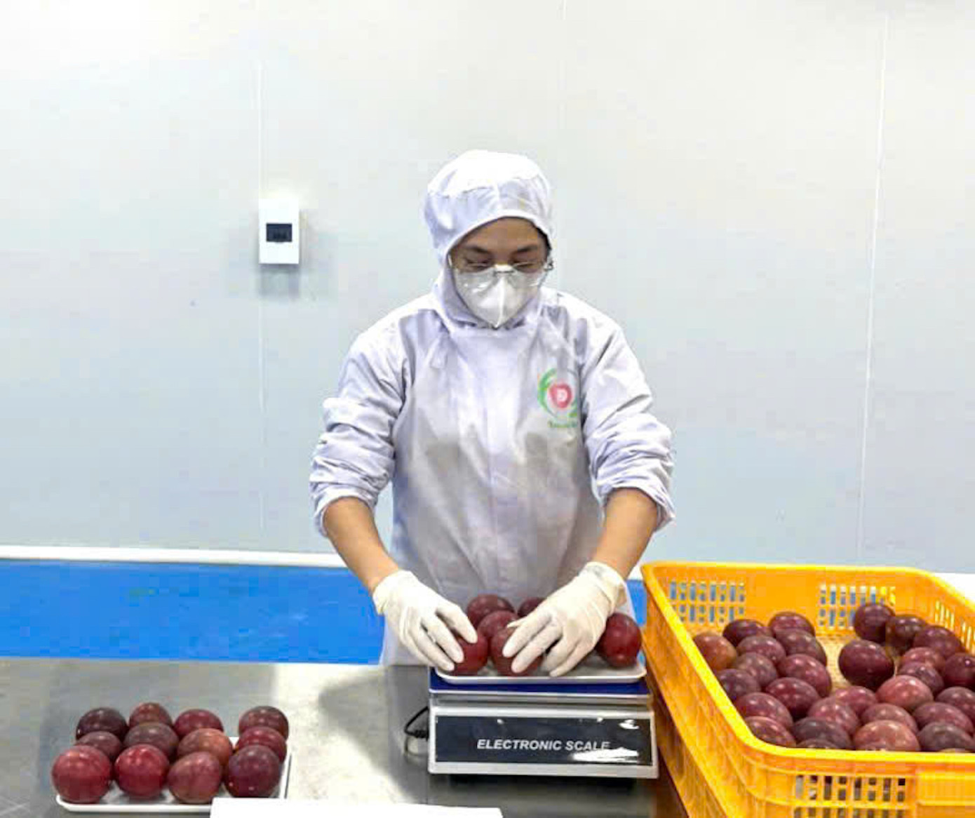 Mỗi thành viên của HTX canh tác chanh dây theo hướng sạch và an toàn, bảo đảm tiêu chuẩn quốc tế.