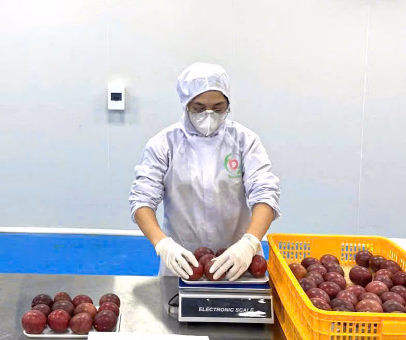 Mỗi thành viên của HTX canh tác chanh dây theo hướng sạch và an toàn, bảo đảm tiêu chuẩn quốc tế.