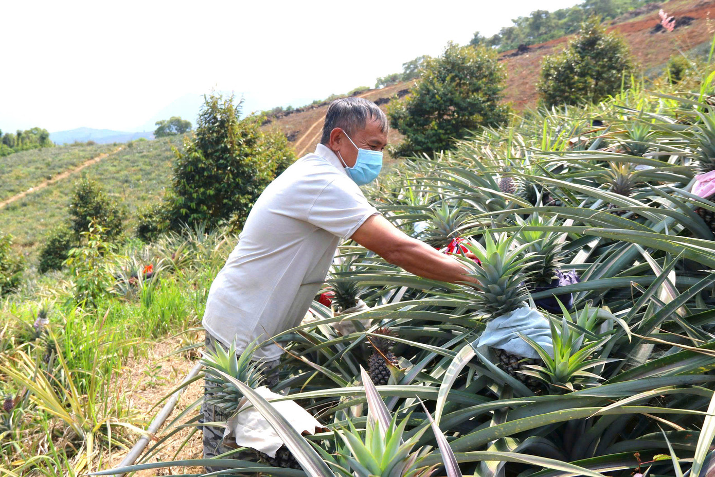 Những năm gần đây, người dân chuyển đổi qua trồng dứa có thu nhập ổn định.