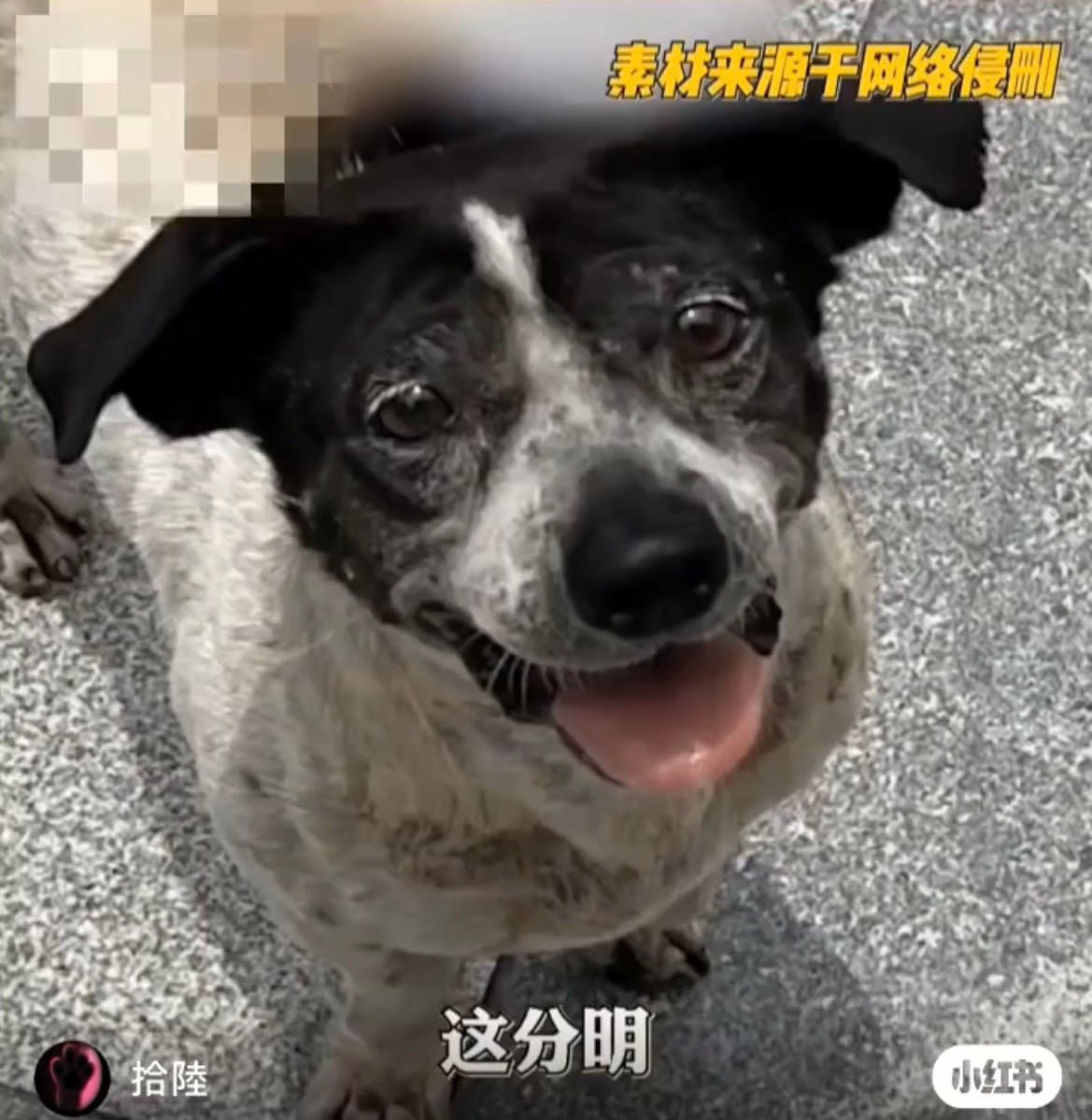 Hình ảnh chú chó anh hùng được lan truyền với tốc độ chóng mặt. Nguồn: Xiaohongshu