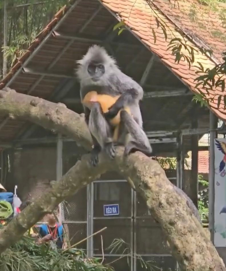 Hình ảnh được chụp lại sau mấy tháng lên tiếng minh oan cho khỉ mẹ. Ảnh: Thảo Cầm Viên Hình ảnh được chụp lại sau mấy tháng lên tiếng minh oan cho khỉ mẹ. Ảnh: Thảo Cầm Viên