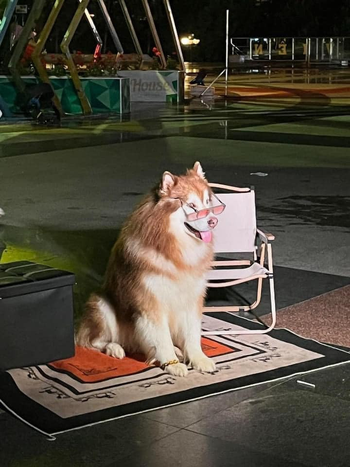 Nhiều người quyết định không ủng hộ các dịch vụ chụp ảnh với thú cưng tại Đà Lạt nữa. Nhiều người quyết định không ủng hộ các dịch vụ chụp ảnh với thú cưng tại Đà Lạt nữa.