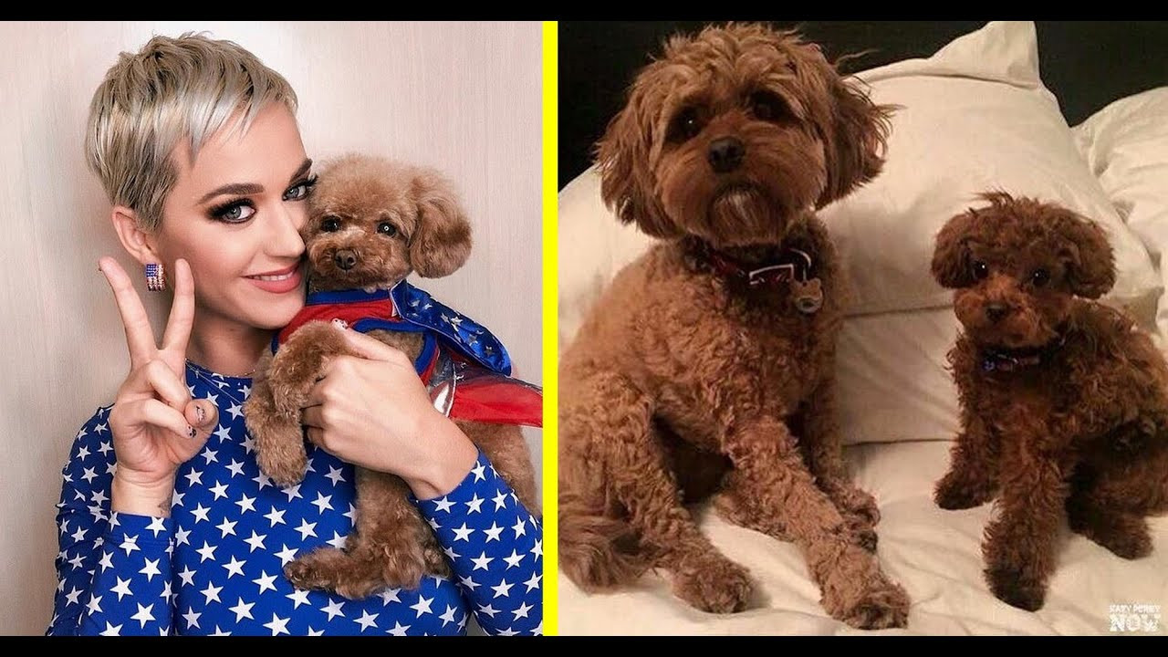 &quot;Nugget&quot; còn chia sẻ: &quot;Tôi đã để lại người chị em Buttercủa tôi (chú chó còn lại của Katy Perry) trong cát bụi&quot;