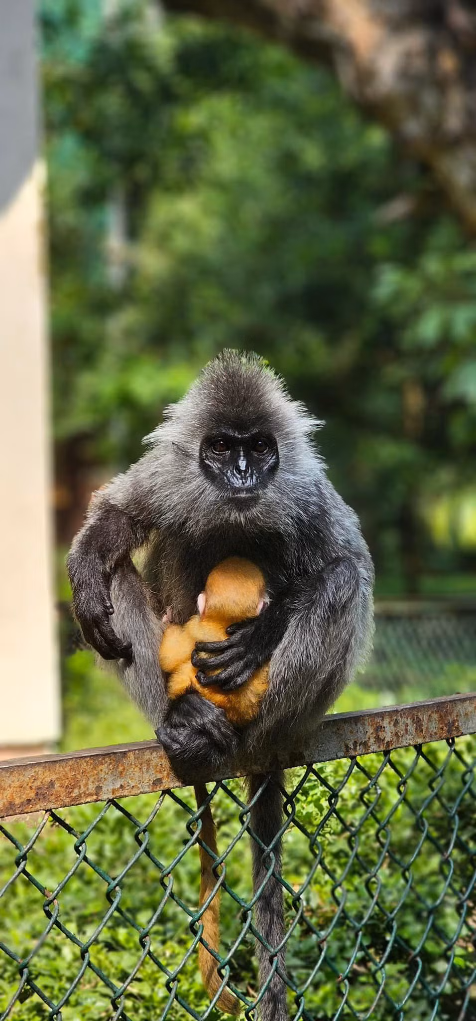 Chú khỉ con lông vàng gây tranh cãi vì mãi chưa thay lông xám. Ảnh: Thảo Cầm Viên Sài Gòn