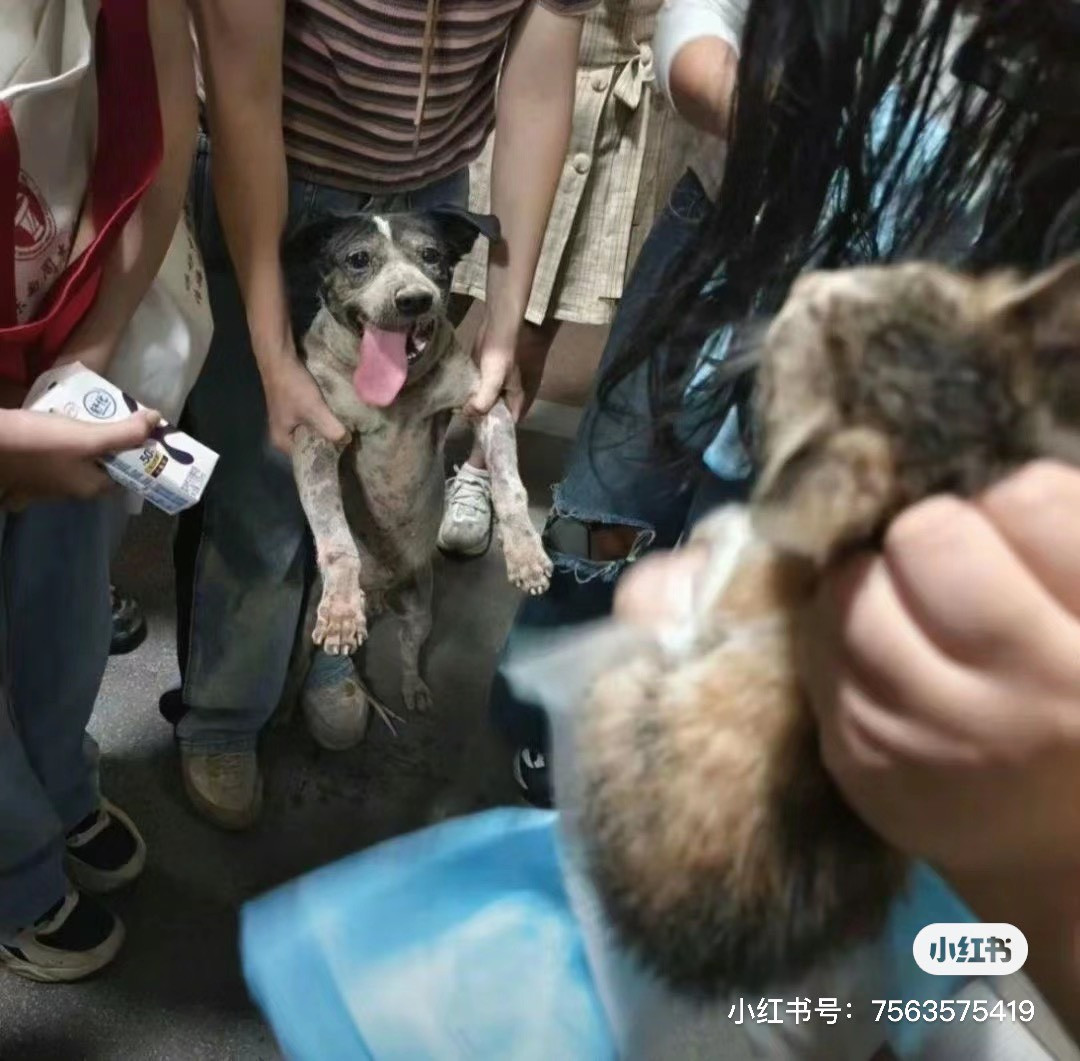 Khuôn mặt mừng rỡ thấy rõ của chú chó khi thấy bé mèo bình an. Nguồn: Xiaohongshu