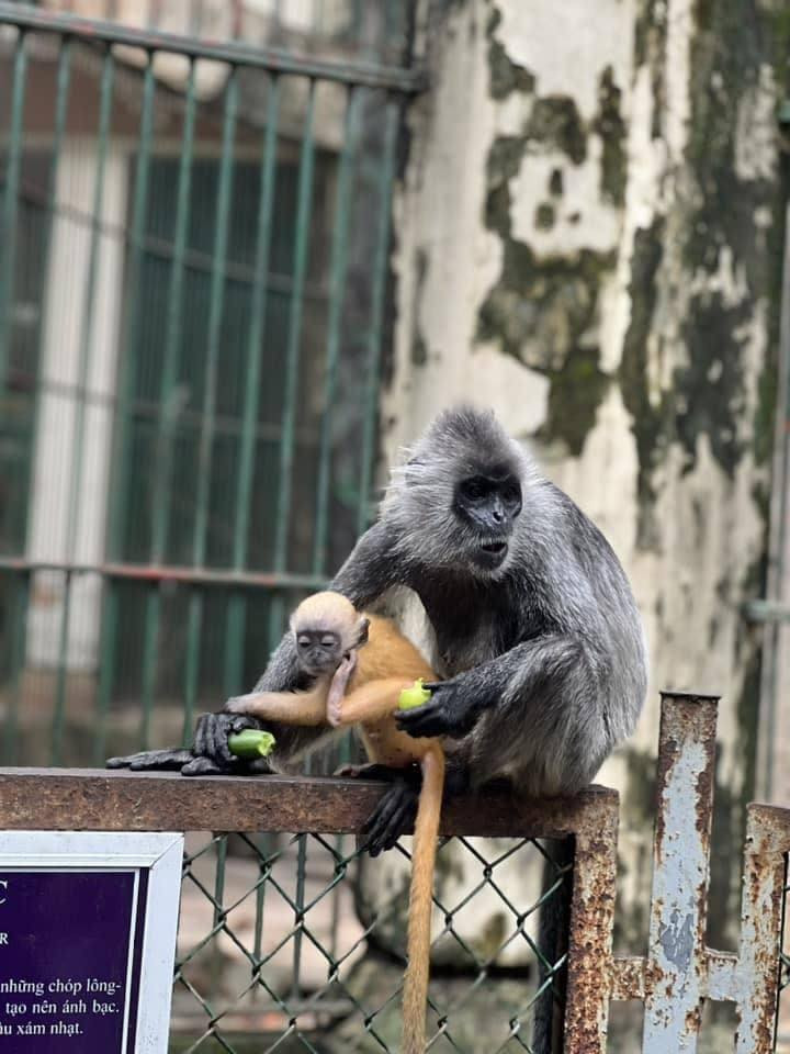 Nguồn ảnh: Thảo Cầm Viên TP.HCM.