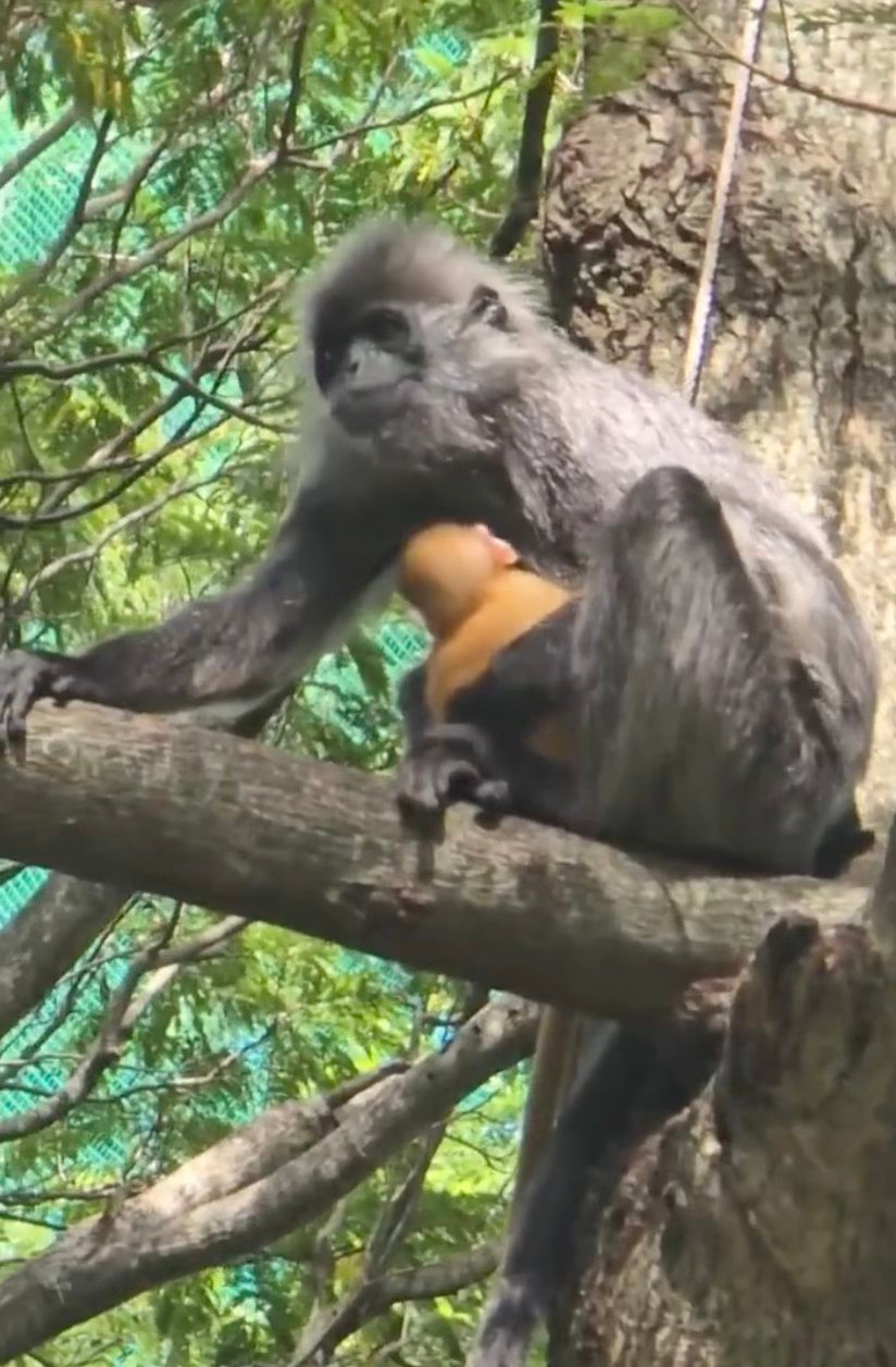 Khỉ con đã lớn hơn rất nhiều nhưng màu lông vẫn không thay đổi. Ảnh: Thảo Cầm Viên Khỉ con đã lớn hơn rất nhiều nhưng màu lông vẫn không thay đổi. Ảnh: Thảo Cầm Viên