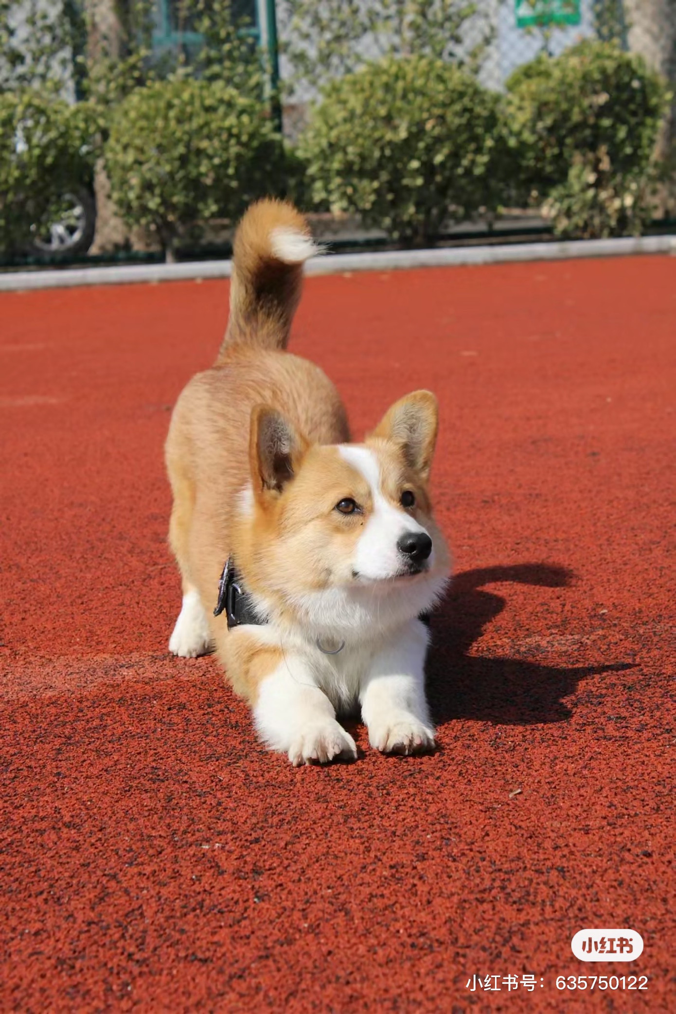 Fu Zai đang gây bão mạng trong giới cảnh khuyển xứ Trung. Nguồn: Xiaohongshu Fu Zai đang gây bão mạng trong giới cảnh khuyển xứ Trung. Nguồn: Xiaohongshu