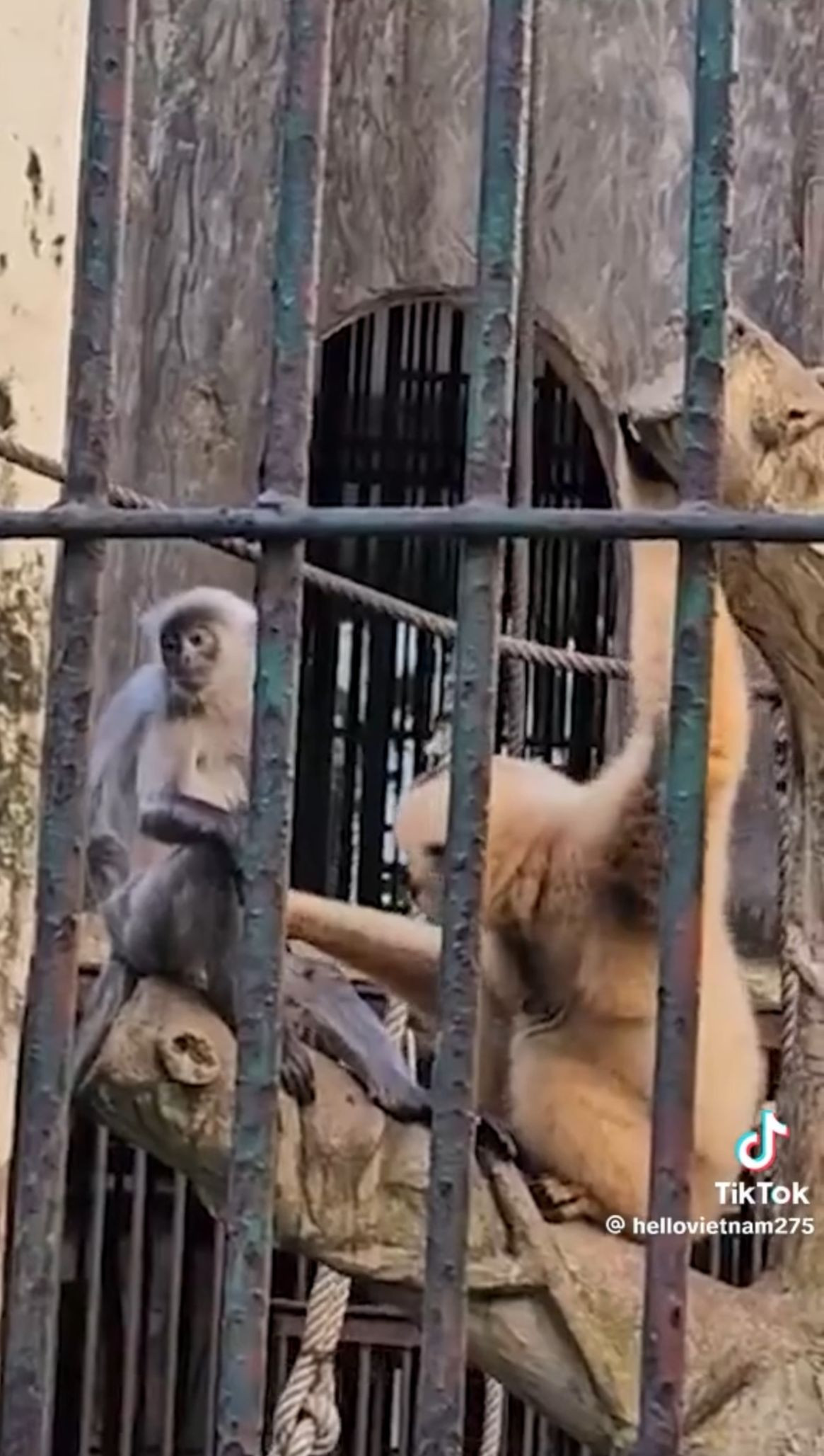 Netizen dự là lần này Thảo Cầm Viên cũng "bó tay". Netizen dự là lần này Thảo Cầm Viên cũng "bó tay".