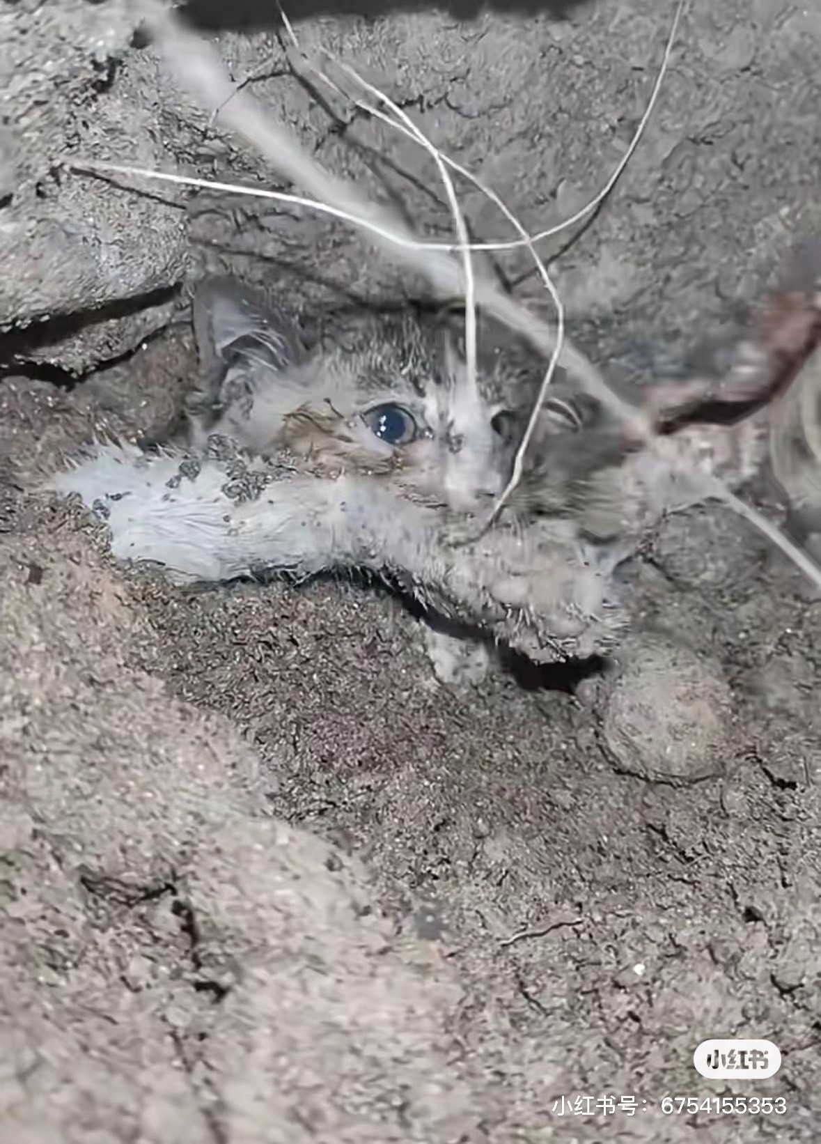 Bé mèo bị mắc kẹt trong đống đất đá. Nguồn: Xiaohongshu