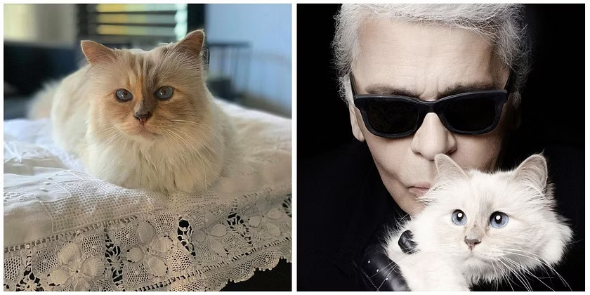 Karl Lagerfeld thường xuyên đăng tải những hình ảnh của Choupette.