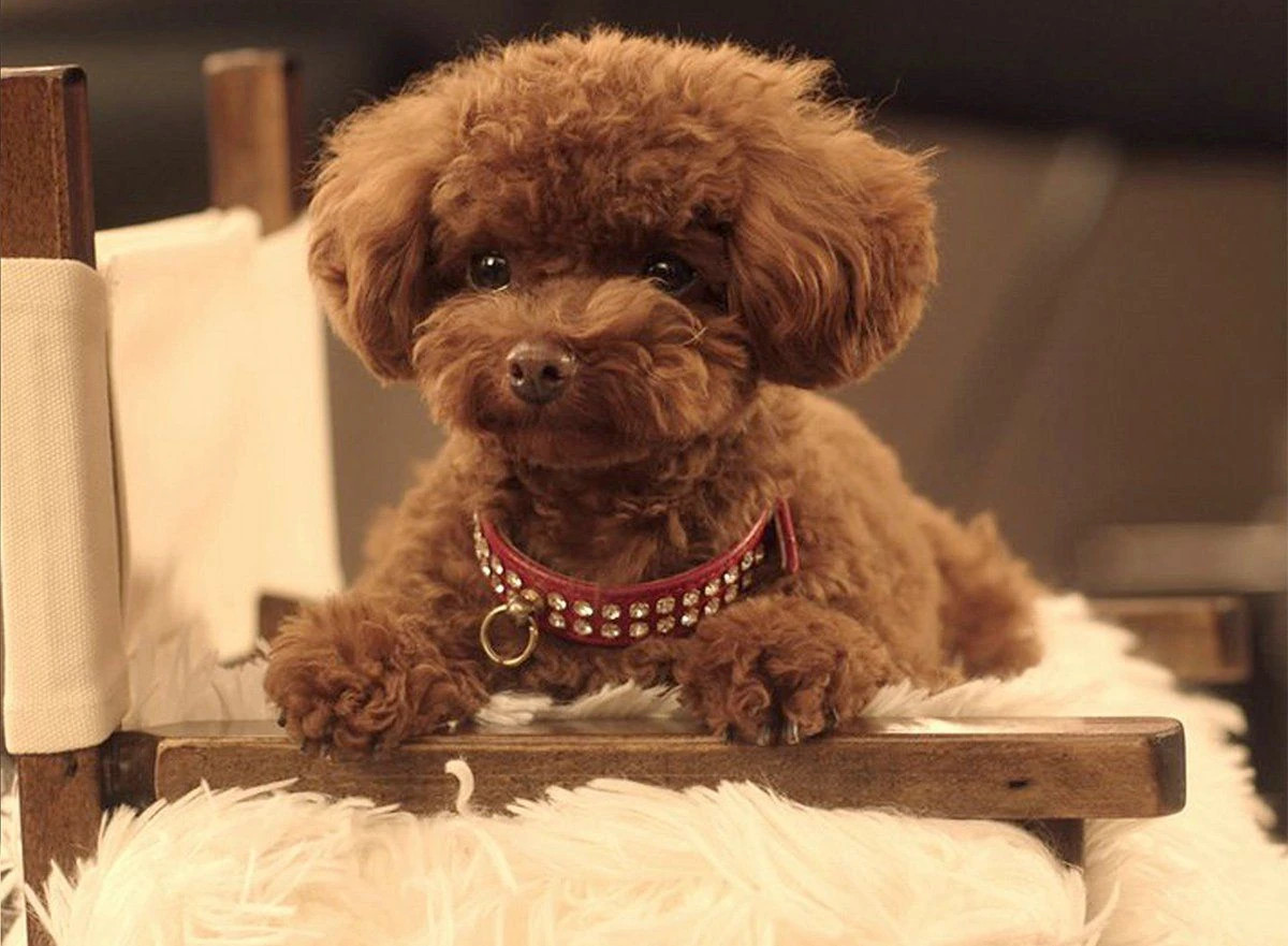 Hình ảnh của Nugget Perry trong quảng cáo trong chiến dịch.