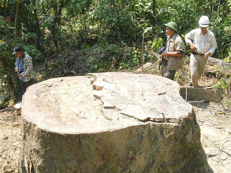 Từ tố cáo của dân, báo chí kiên quyết vào cuộc, vụ phá rừng Khe Diên, Quảng Nam bị phanh phui với hàng chục cán bộ các cấp phải ra tòa - Ảnh: Trần Tuấn Từ tố cáo của dân, báo chí kiên quyết vào cuộc, vụ phá rừng Khe Diên, Quảng Nam bị phanh phui với hàng chục cán bộ các cấp phải ra tòa - Ảnh: Trần Tuấn