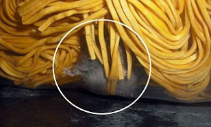 Chuột làm tổ trong hộp mỳ trứng khô