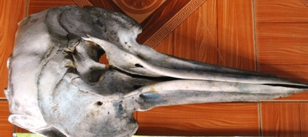 Chiếc hộp sọ lạ có mỏ dài giống một loài chim