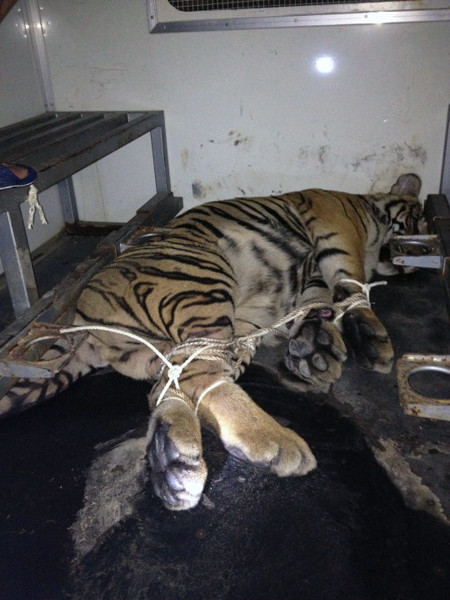 Bị công an phát hiện, bỏ “chúa sơn lâm” tháo chạy thoát thân ảnh 1