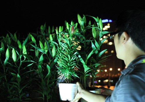 Cẩn thận kiểm tra từng chậu hoa sau mỗi đêm