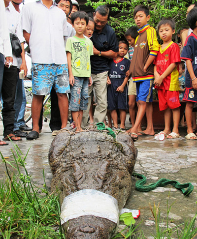 Đổ xô xem cá sấu bị bắt