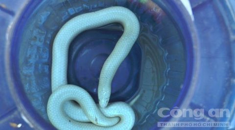 Đồng Tháp: ‘Bạch xà’ ẩn mình trong hang chuột ảnh 1