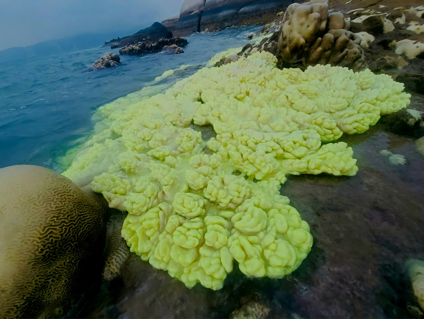 San hô xanh mi nơ ở Khu bảo tồn thiên Hòn Cau, huyện Tuy Phong tỉnh Bình Thuận. Ảnh: Phi Phi