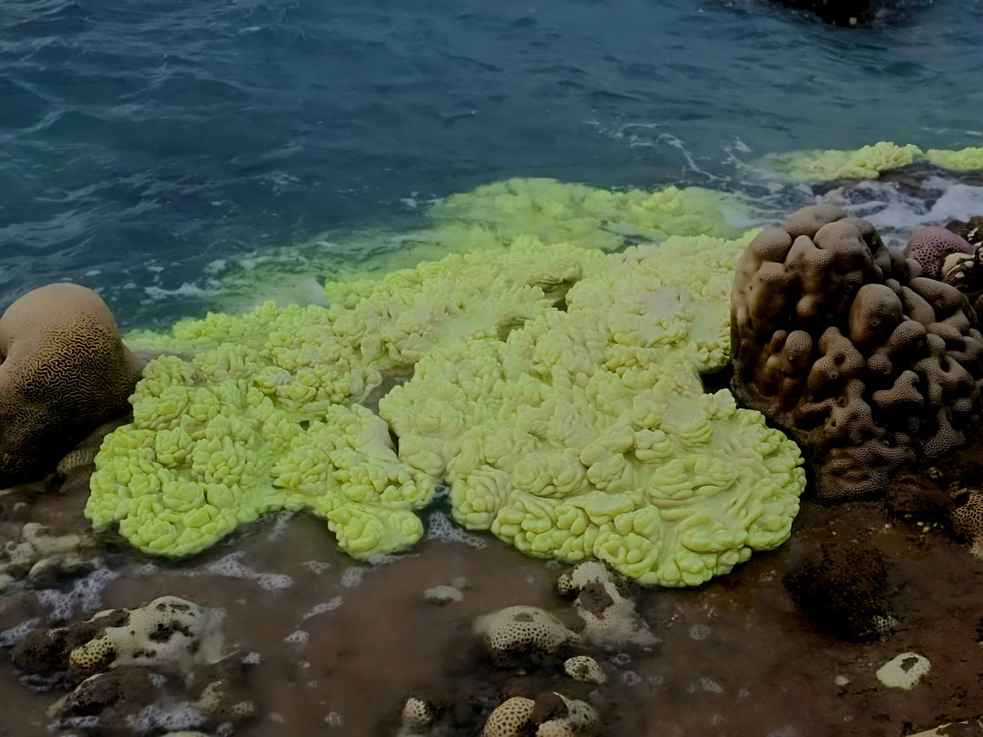 San hô xanh mi nơ ở Khu bảo tồn thiên Hòn Cau, huyện Tuy Phong tỉnh Bình Thuận. Ảnh: Phi Phi