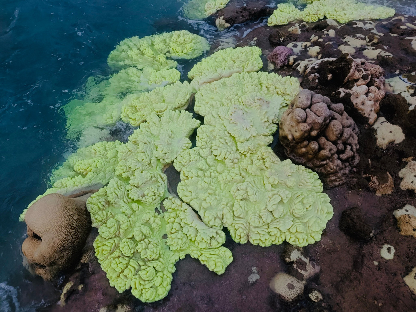 San hô xanh mi nơ ở Khu bảo tồn thiên Hòn Cau, huyện Tuy Phong tỉnh Bình Thuận. Ảnh: Phi Phi