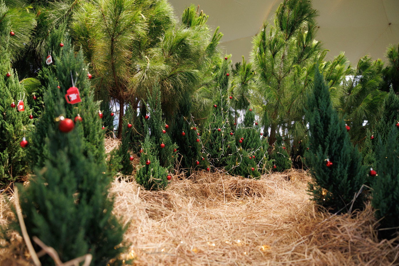 Rừng thông thật mang lại không khí tự nhiên là trải nghiệm hiếm có với người dân TPHCM.