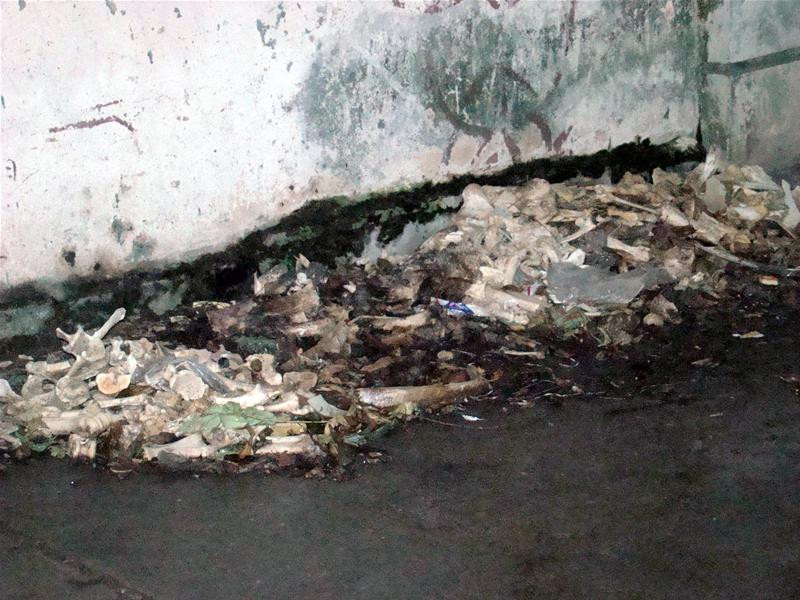 Lông chó bừa bãi ở cống công cộng Ruồi nhặng bu đầy rác thải Xương chó đầy đường Lông chó chất đầy, chờ người đến chở đi