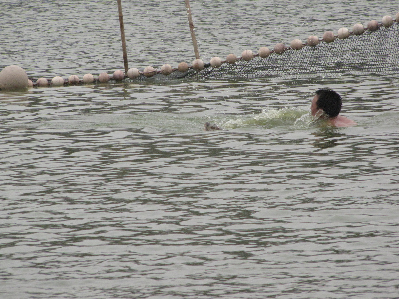 Cụ Rùa ngoi đầu lên khỏi mặt nước