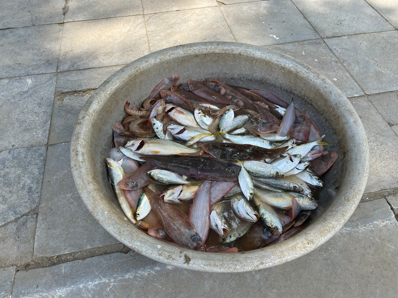 Nhiều loại cá lớn, nhỏ mà ngư dân Sầm Sơn khai thác được trong ngày ra khơi (mùng 4 Tết).