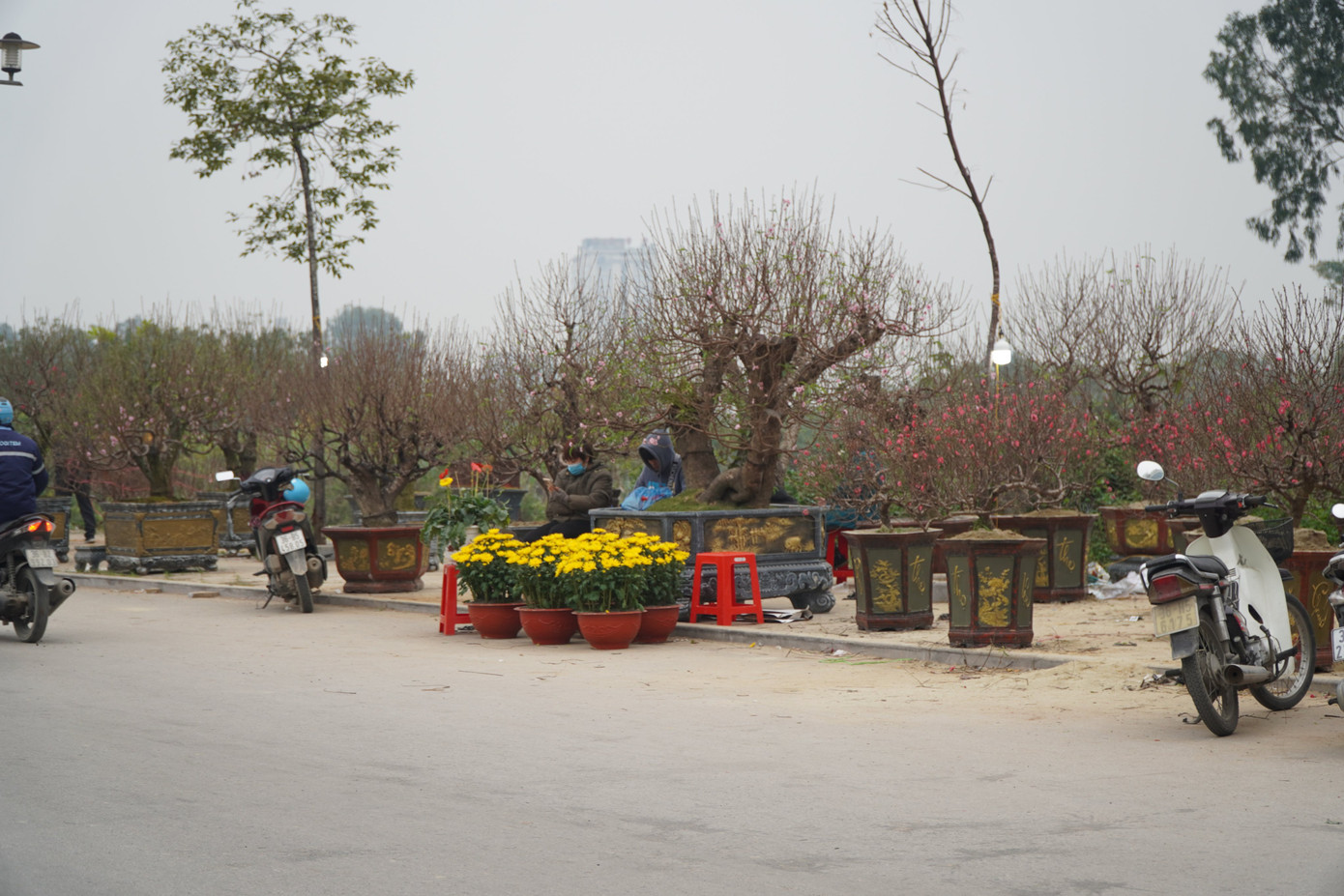 Khối lượng lớn đào, quất, cây cảnh vẫn còn ở nhiều điểm bán trên địa bàn TP Thanh Hoá