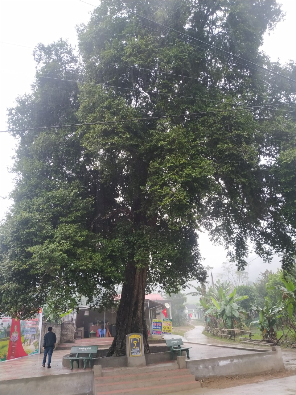 Cây thị được công nhận là Cây di sản Việt Nam.