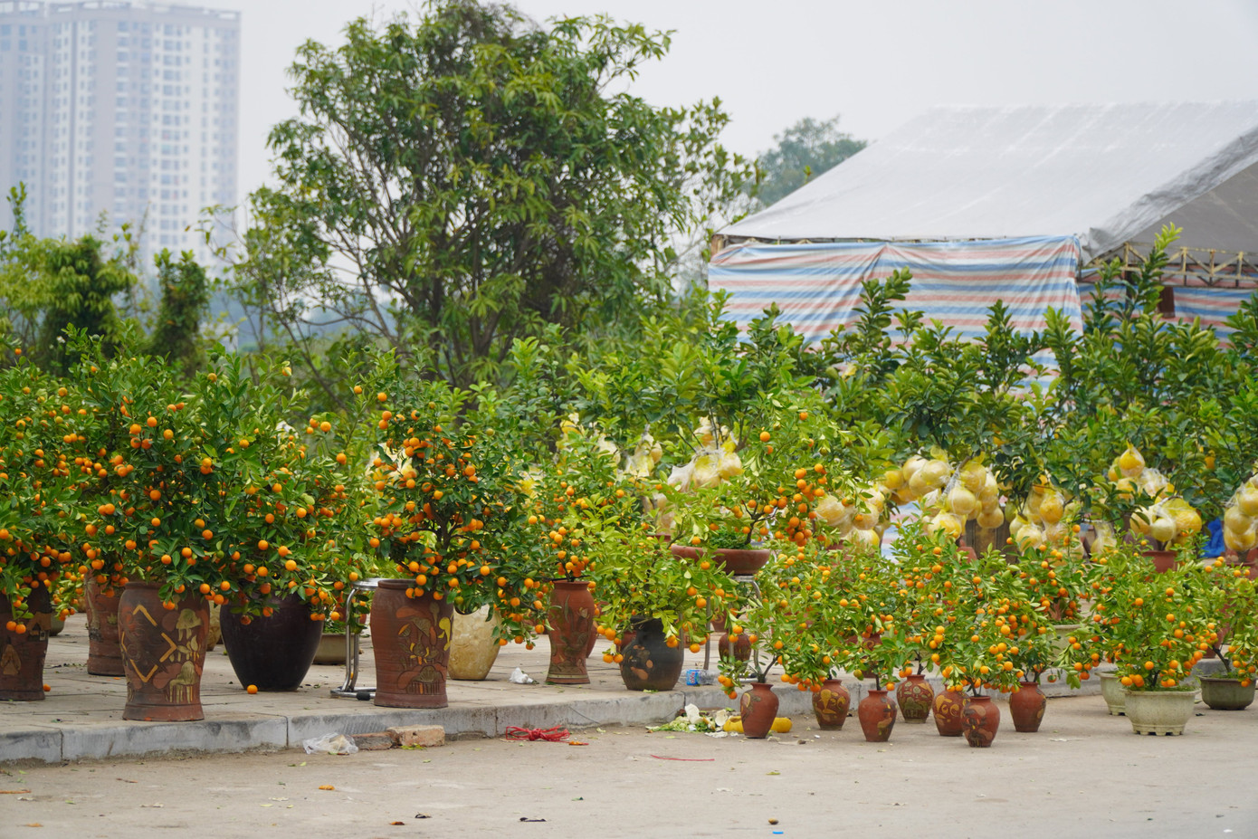 Nhiều tiểu thương hy vọng, việc giảm giá các loại cây cảnh sẽ đẩy được hết số lượng đào, quất đã được tập kết tại các điểm bán trong nhiều ngày qua.