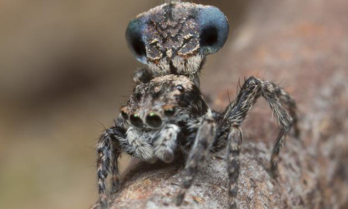 Phát hiện loài nhện công mới hút hồn bạn tình bằng vũ điệu xòe quạt ảnh 1