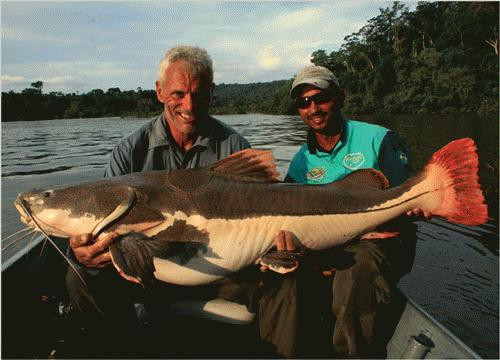 Dị thường đàn “thủy quái đuôi đỏ” của lão nông trên Sông Hậu ảnh 3